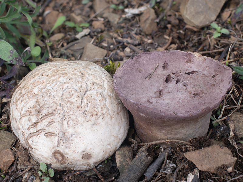 Calvatia fragilis